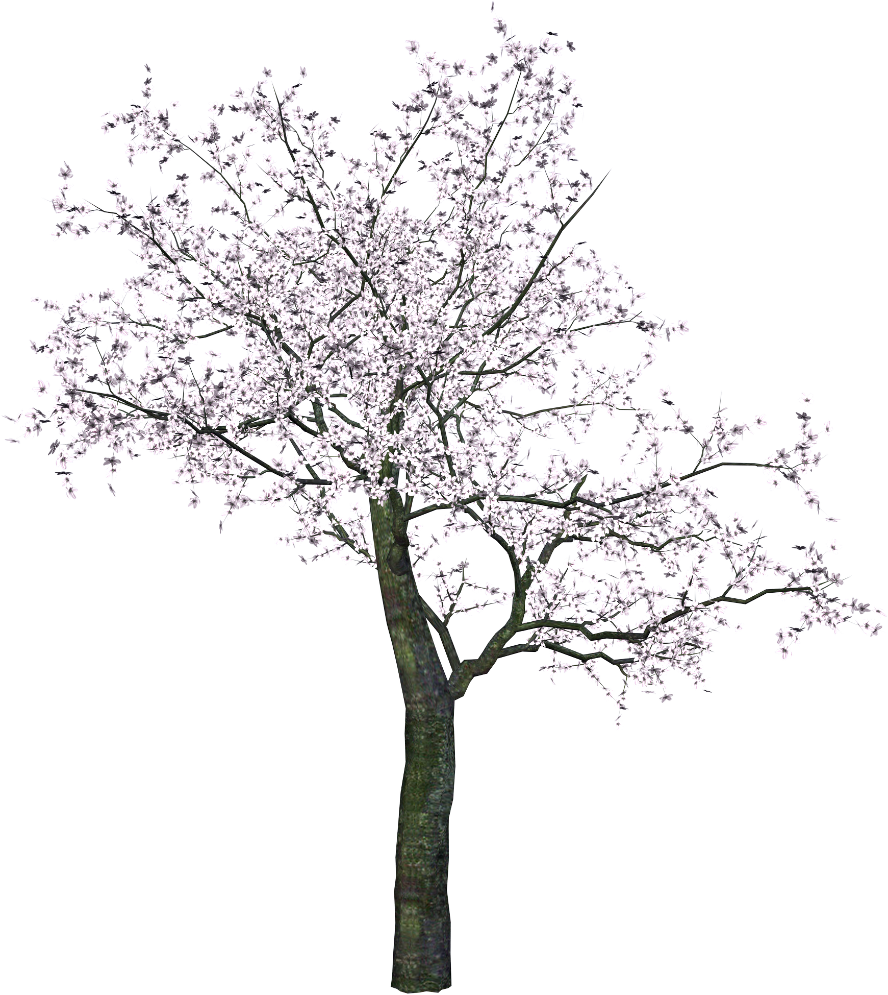 cherry tree png