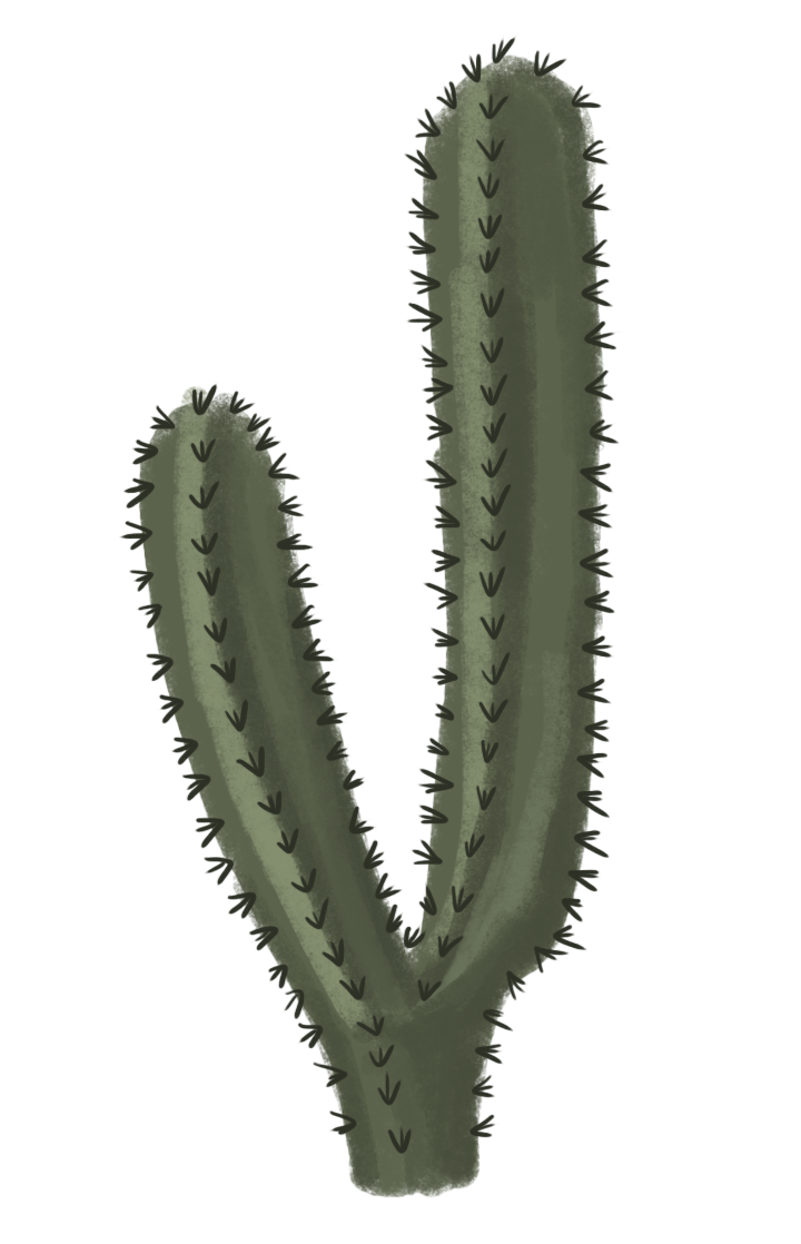 Cactus Clipart Transparent Background - Cactos Png, Png Download -  3558x8000 PNG 