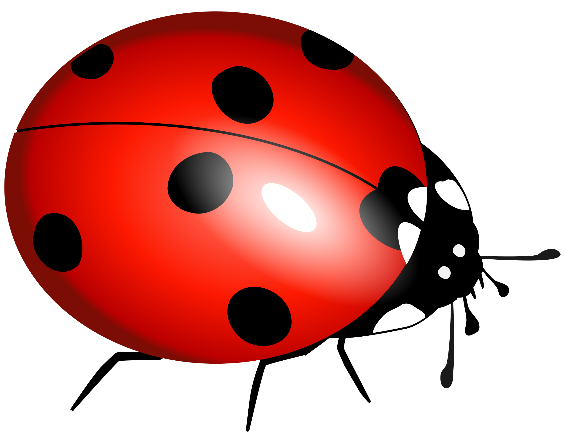 Ladybug PNG, Clipart, Beetle, Cartoon, Insect, Ladybug, Pest Free PNG  Download