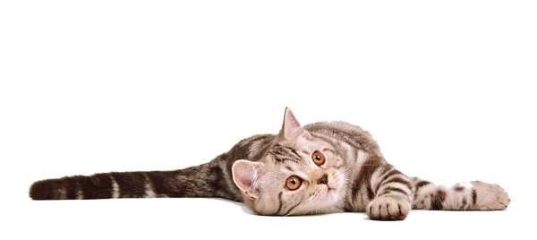 FreePNGImg: Bạn muốn tải xuống những hình ảnh PNG trong suốt chó mèo với chất lượng cao? Hãy truy cập vào trang FreePNGImg và khám phá thế giới đầy màu sắc của các hình ảnh miễn phí với độ phân giải tuyệt vời và chất lượng hoàn hảo!