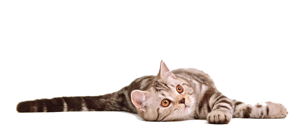 Download Cat Transparent Background HQ PNG Image | FreePNGImg