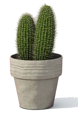 Cactus PNGs for Free Download