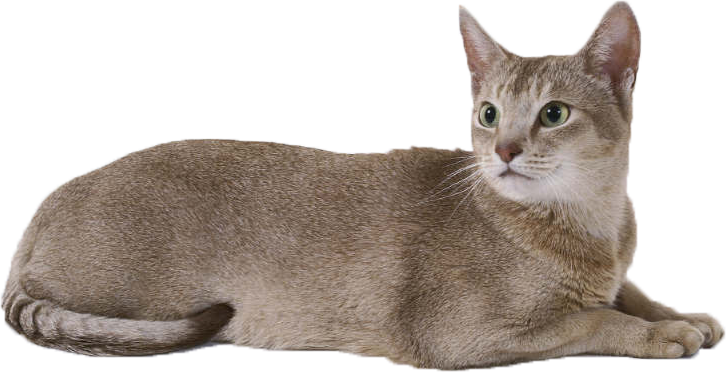 Cat PNG Images, Download 86000+ Cat PNG Resources with Transparent  Background