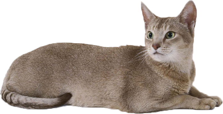 Cat PNG Images, Download 93000+ Cat PNG Resources with Transparent  Background