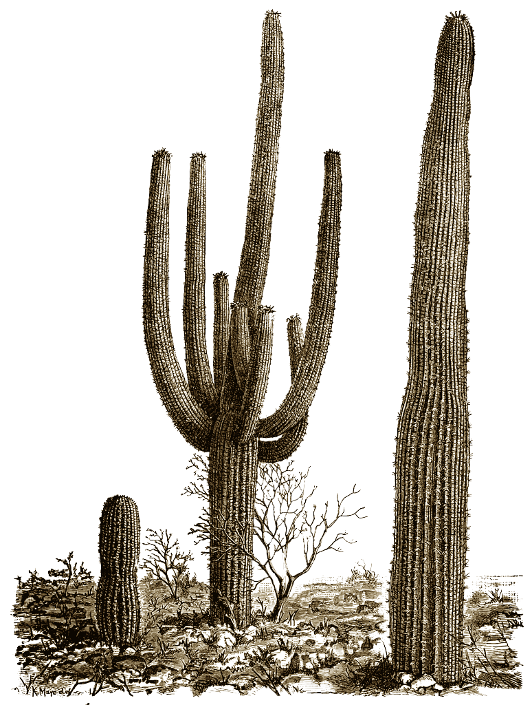 Cactaceae Silhouette Desert Clip Art - Cactus Preto E Branco, HD Png  Download , Transparent Png Image - PNGitem