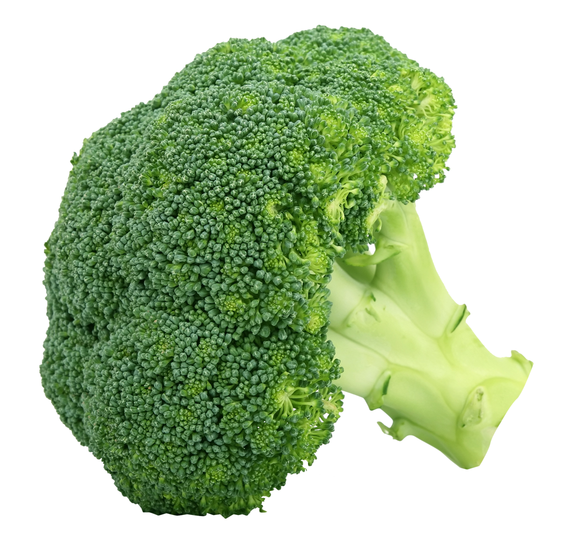 broccoli clip art