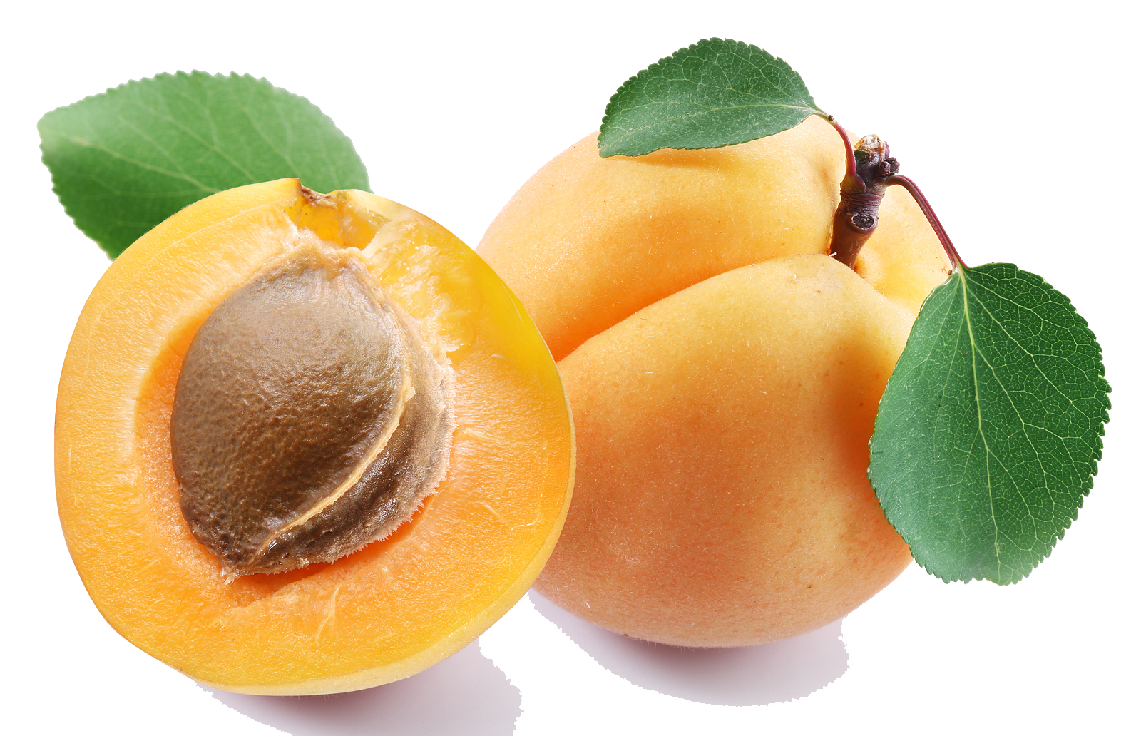 apricot clip art