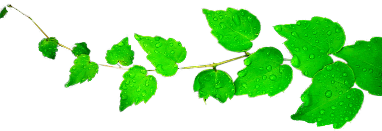 Green Leaf Background png download - 1067*942 - Free Transparent