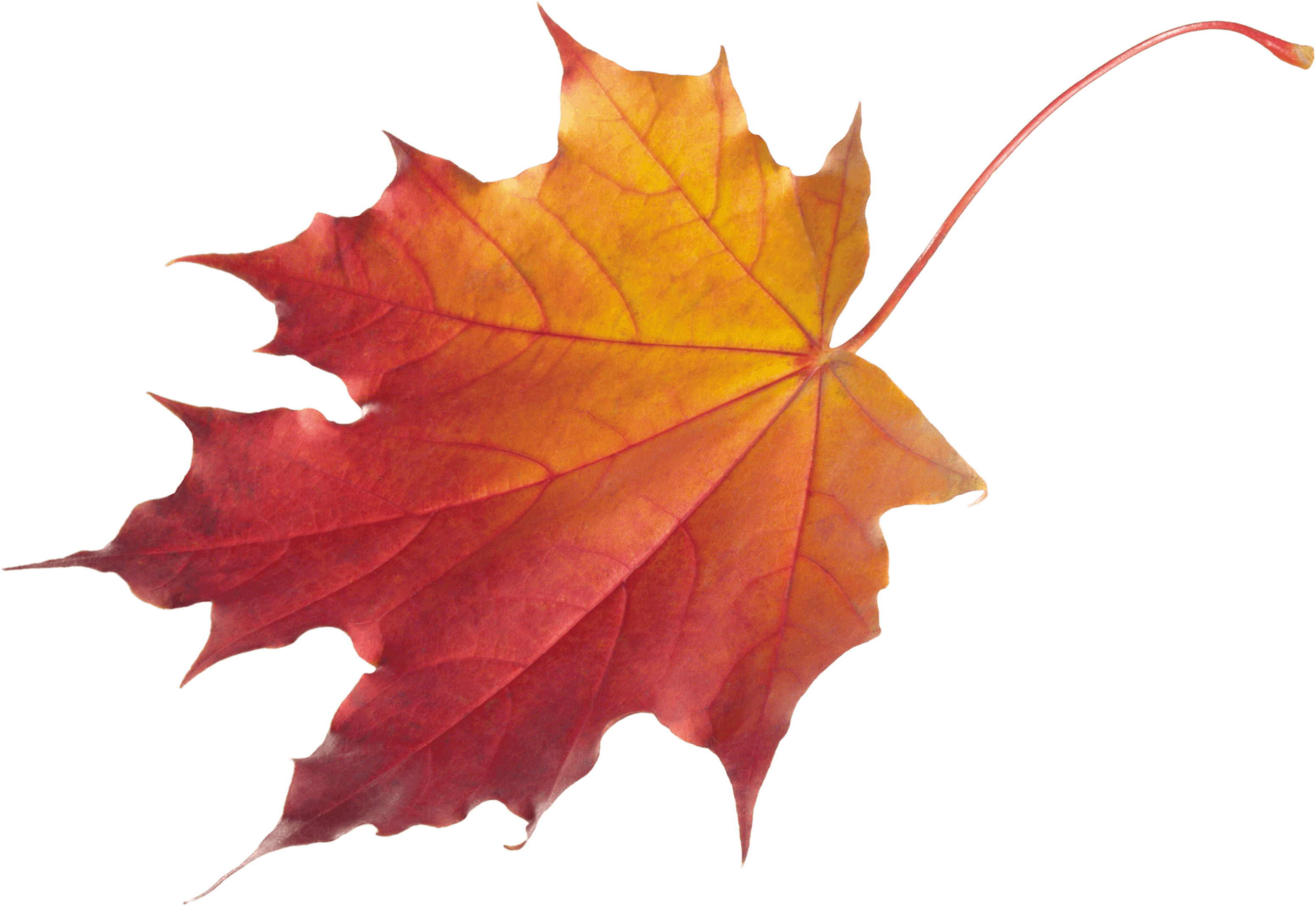 autumn maple leaf png