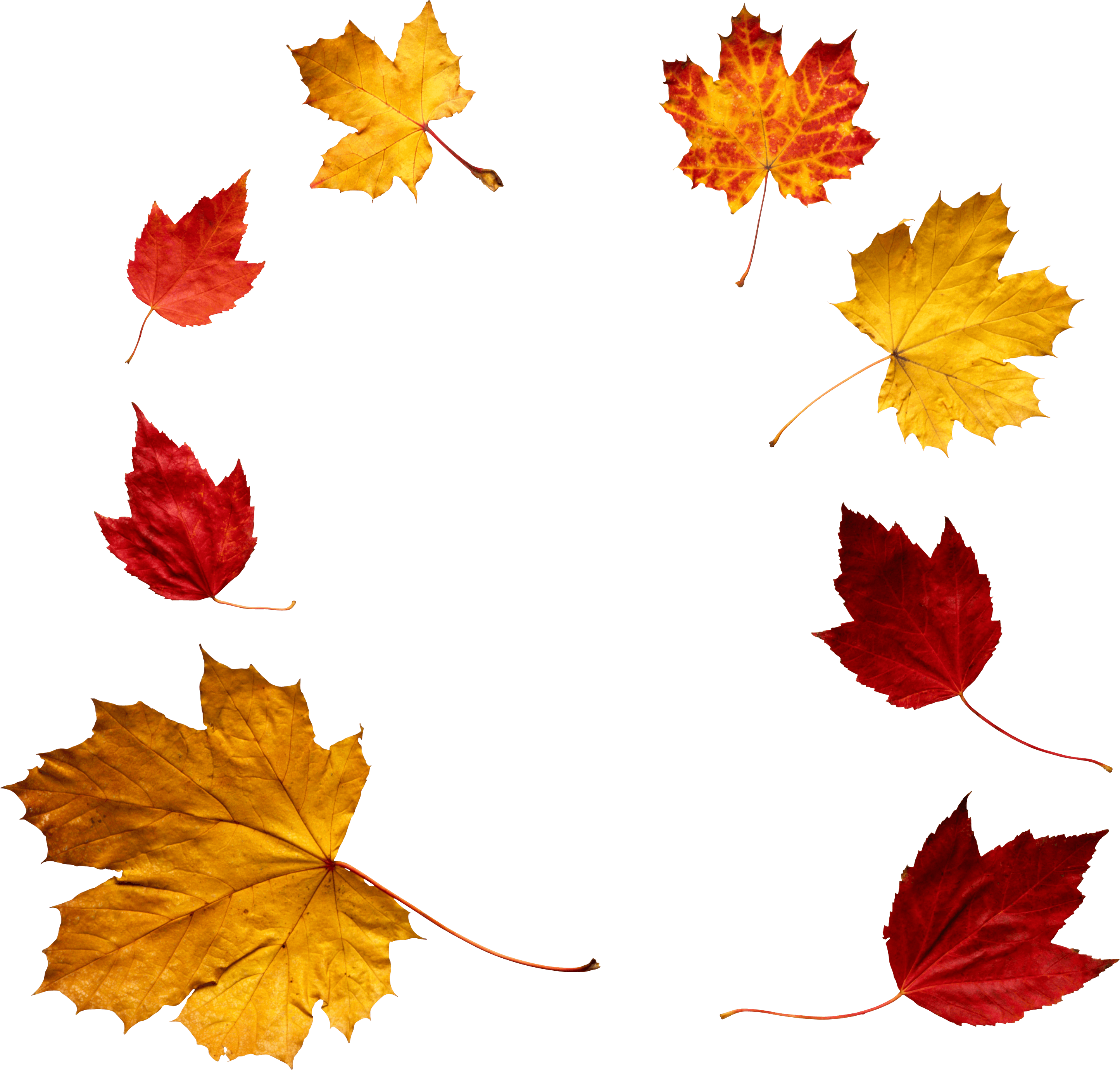 autumn leaf png