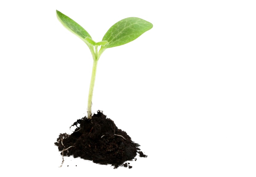Download Growing Plant Image Free Transparent Image HD HQ PNG Image |  FreePNGImg