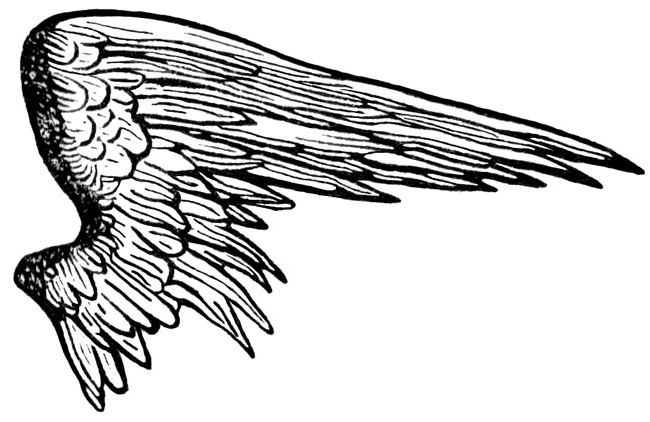 Black Wings PNG Image for Free Download