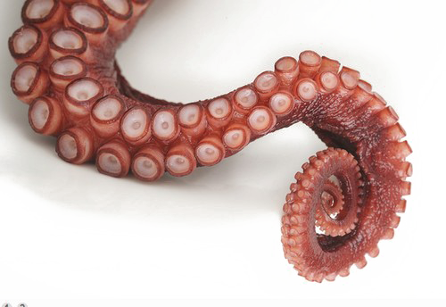 Octopus Tentacles PNG Transparent Images Free Download, Vector Files