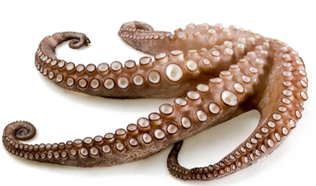 Octopus Tentacles PNG Transparent Images Free Download