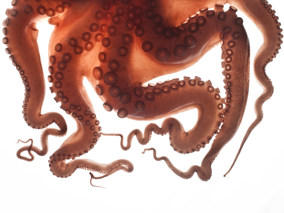 Octopus Tentacles PNG Transparent Images Free Download, Vector Files