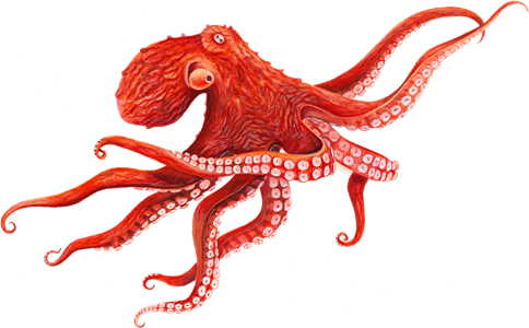 octopus art hd