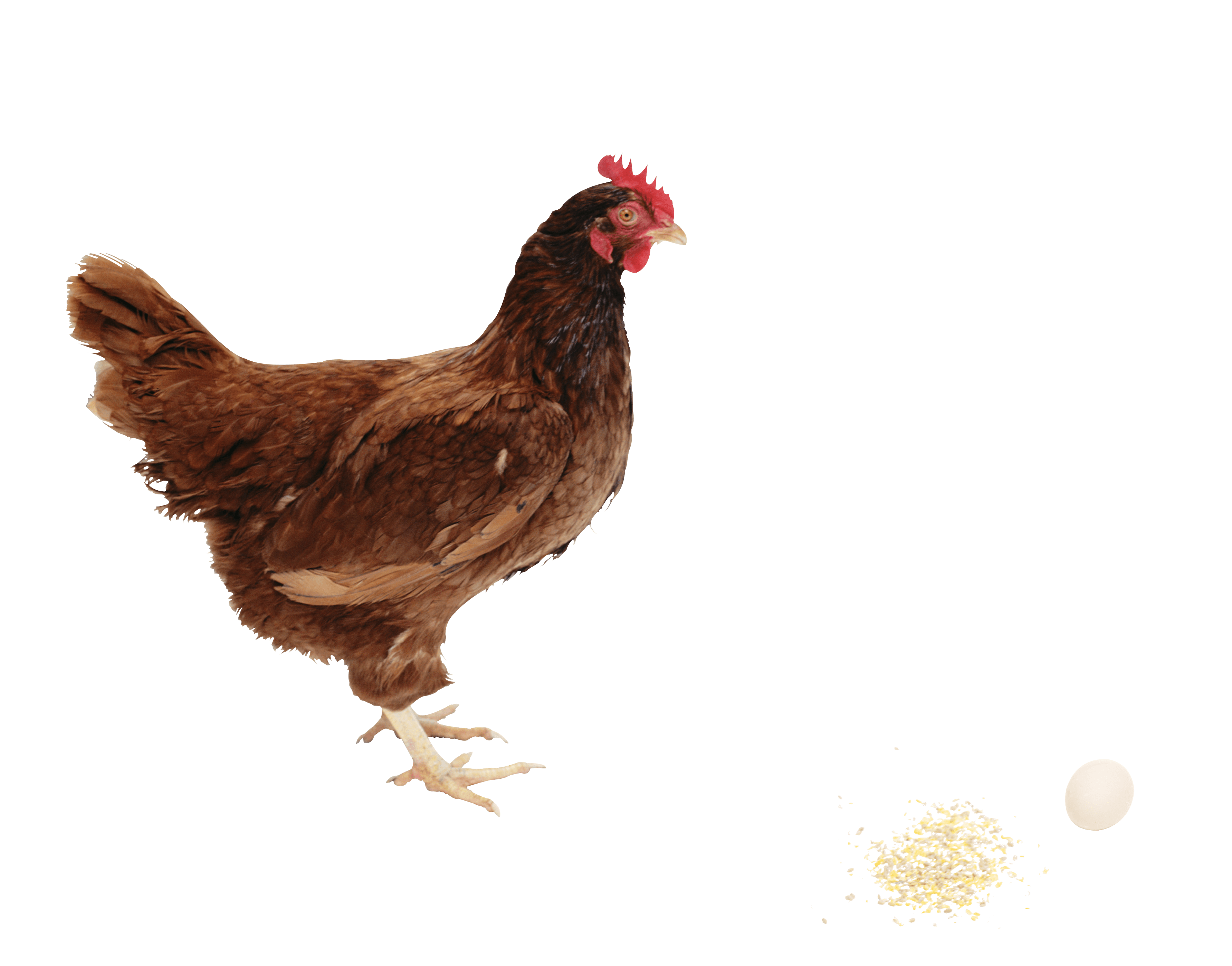 Download Chicken Transparent HQ PNG Image