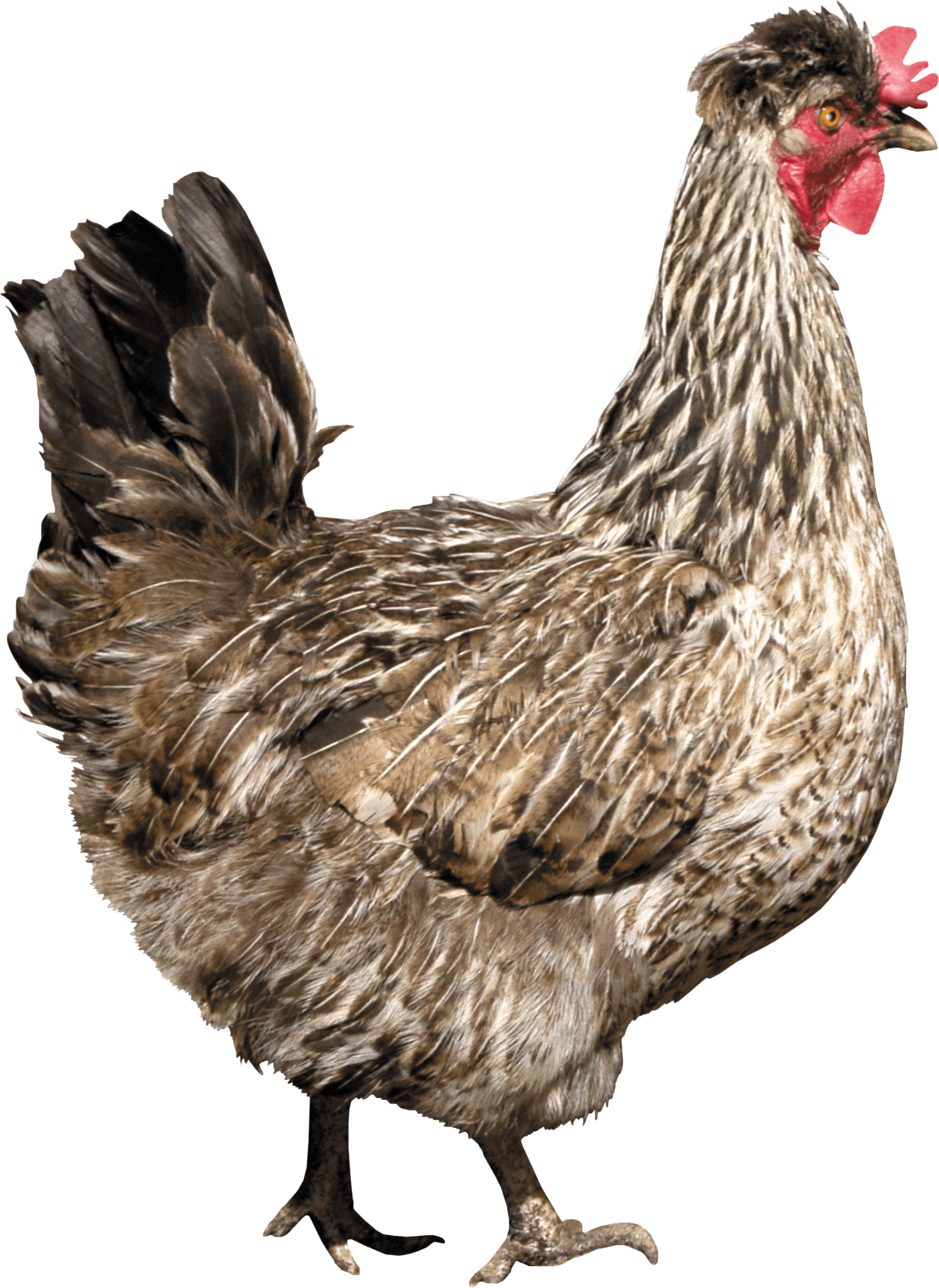 Chicken PNG Images, Download 12000+ Chicken PNG Resources with