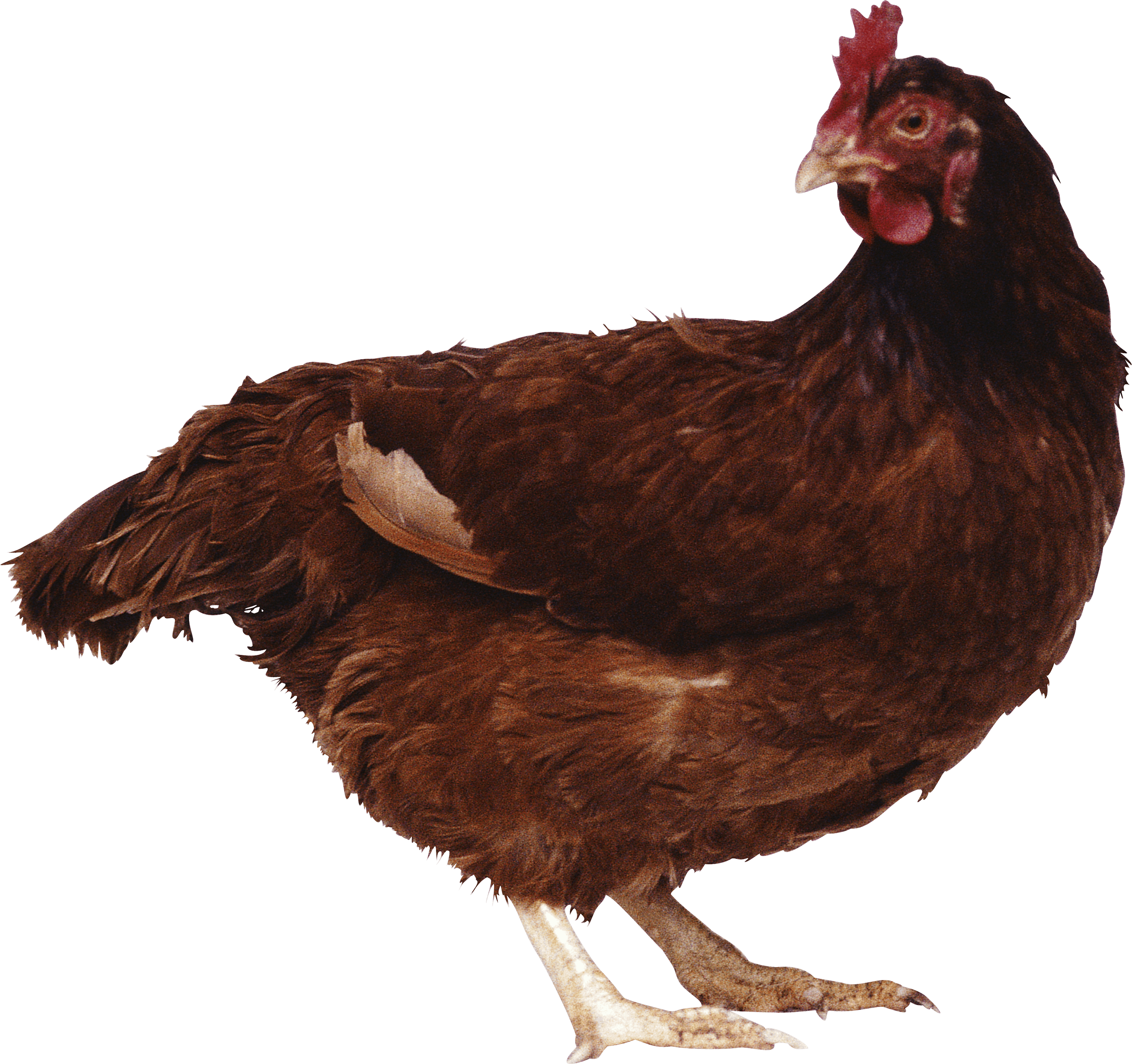 Download Chicken Transparent HQ PNG Image