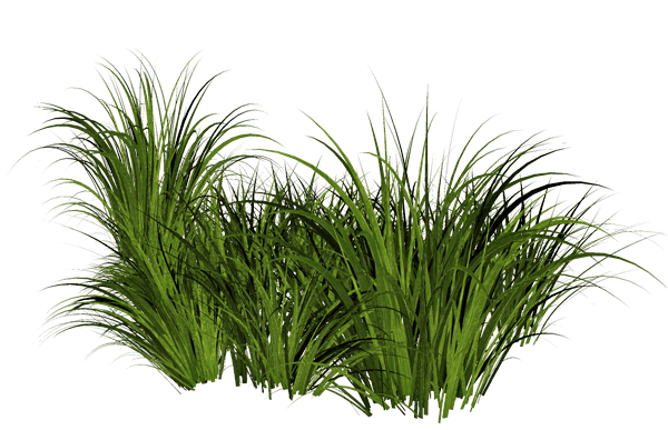 grass transparent background