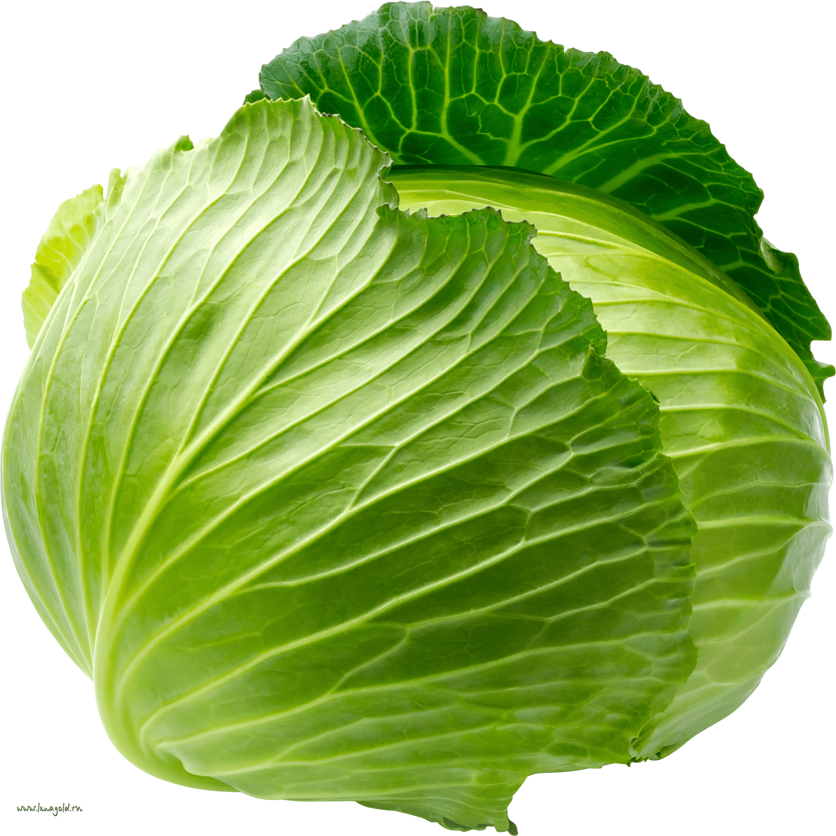 cabbage png