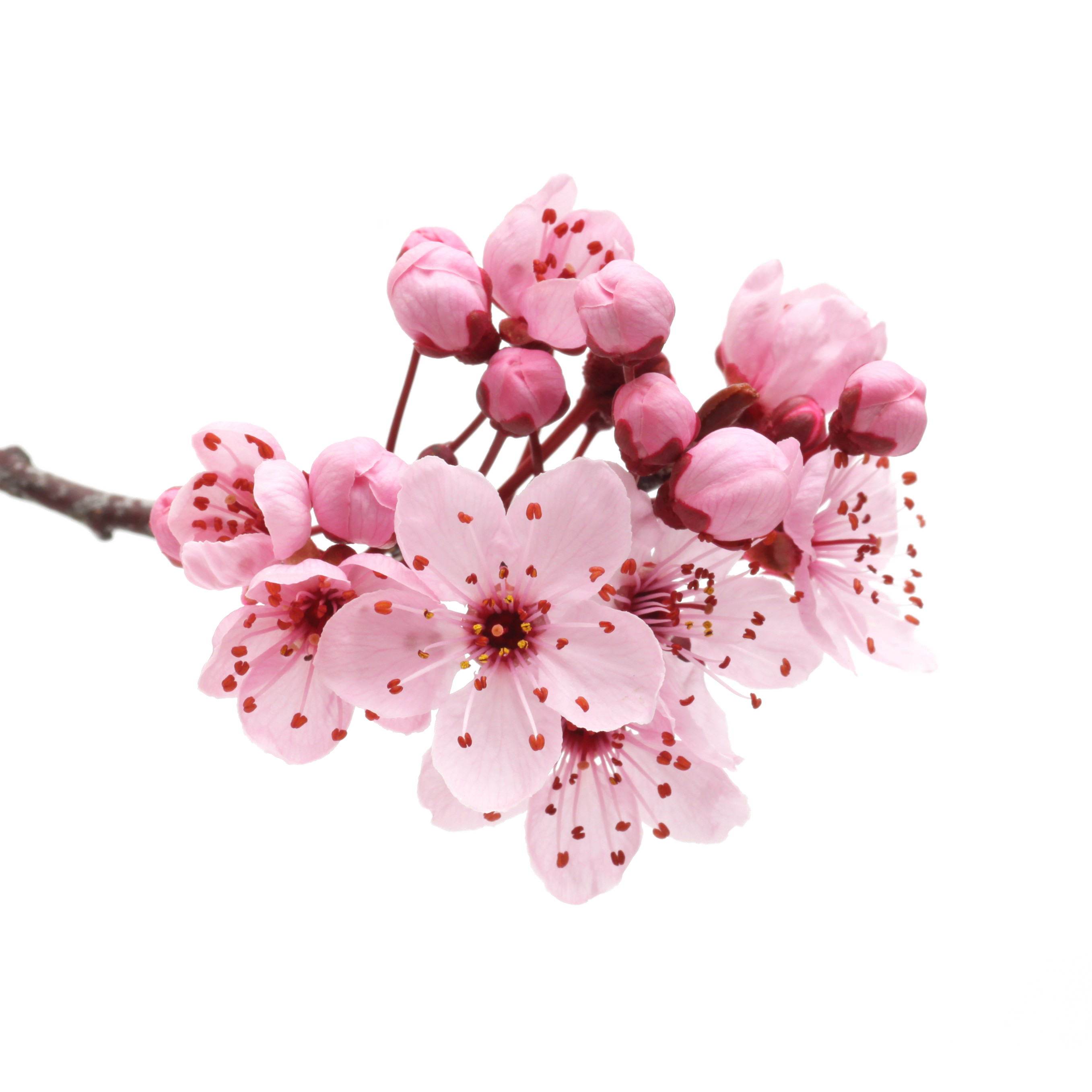 Download Japanese Flowering Cherry Download Free Image HQ PNG Image