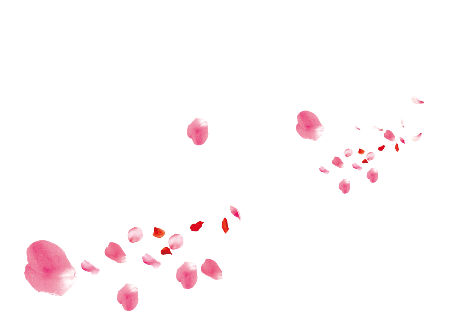 Pink Petals PNG Transparent Images Free Download