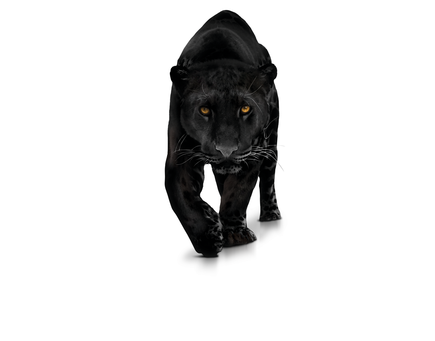 Download Black Panther Panther Running Royalty-Free Stock