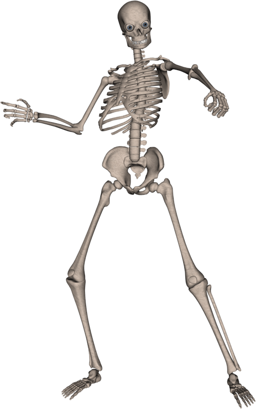 human skeleton png