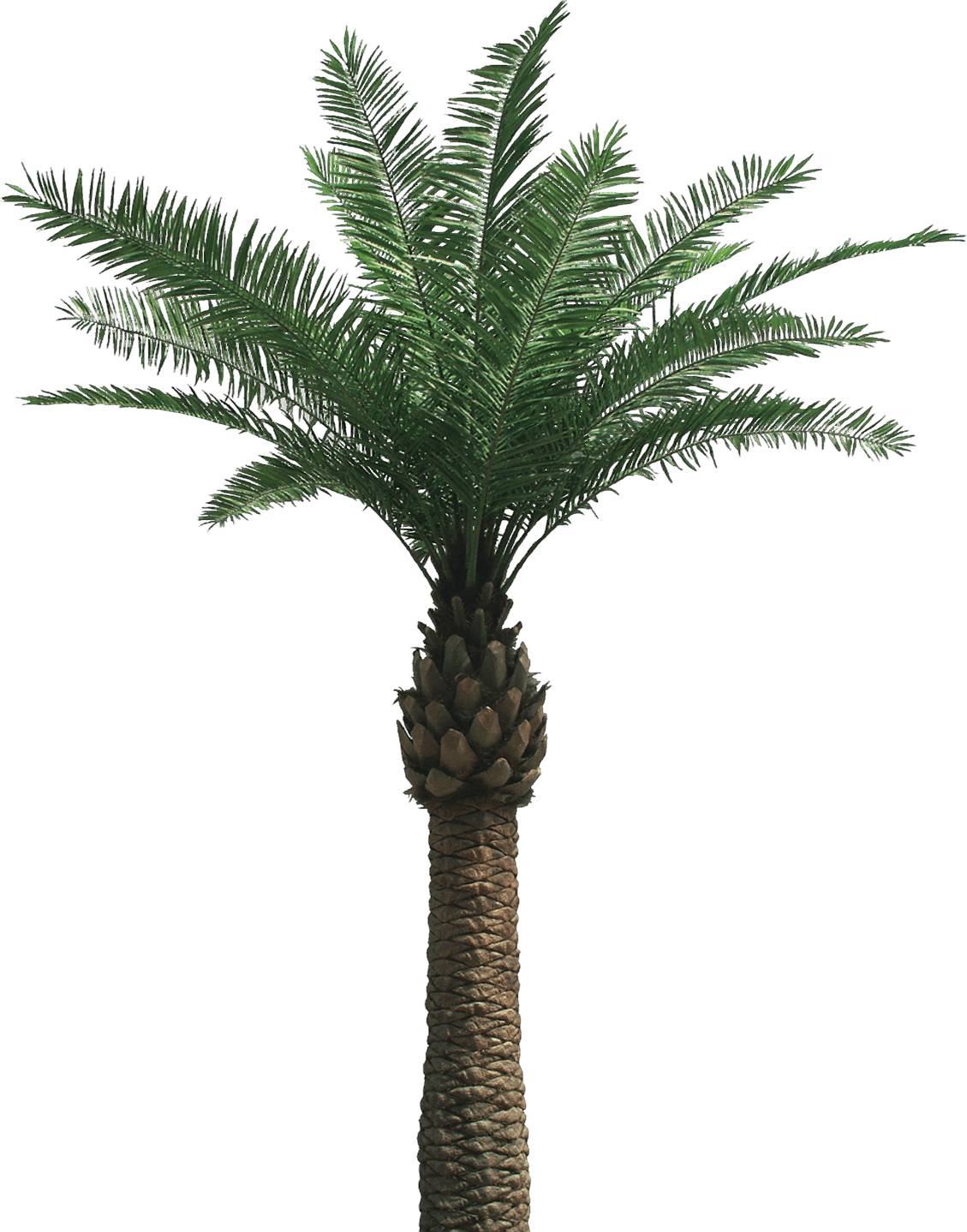 palm tree transparent background png