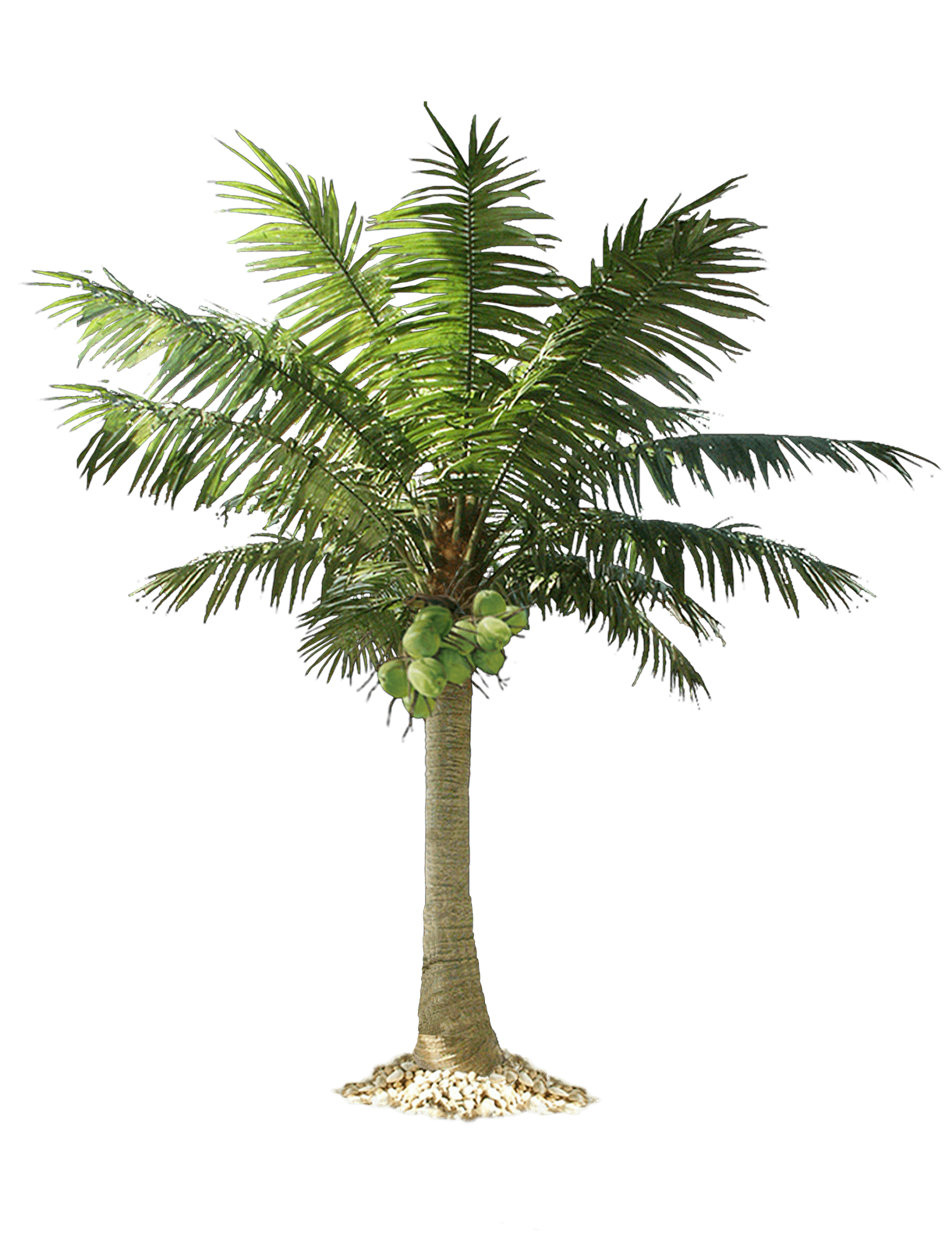 palm tree png