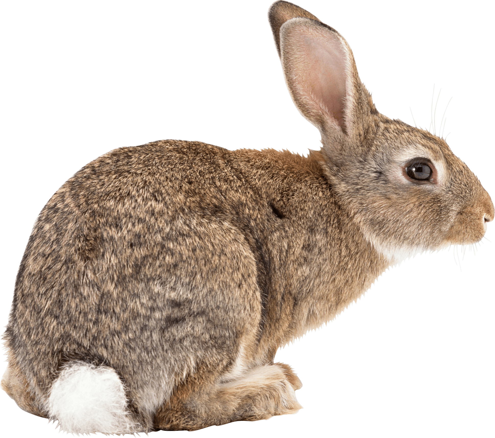 rabbit png