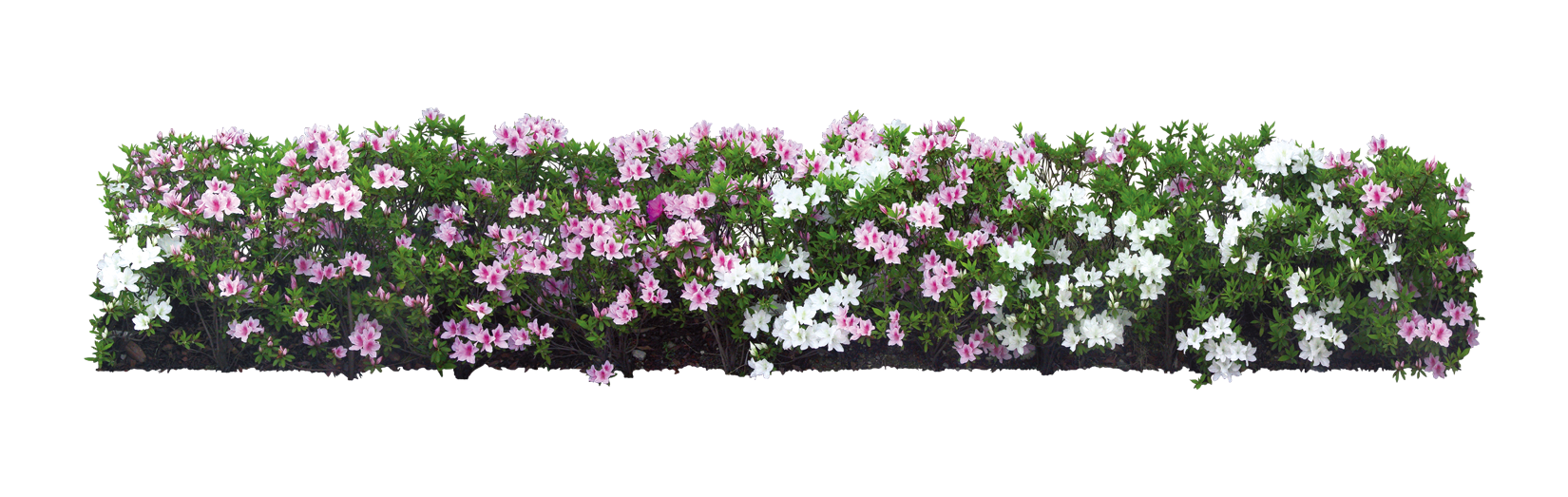 flower plant top view png