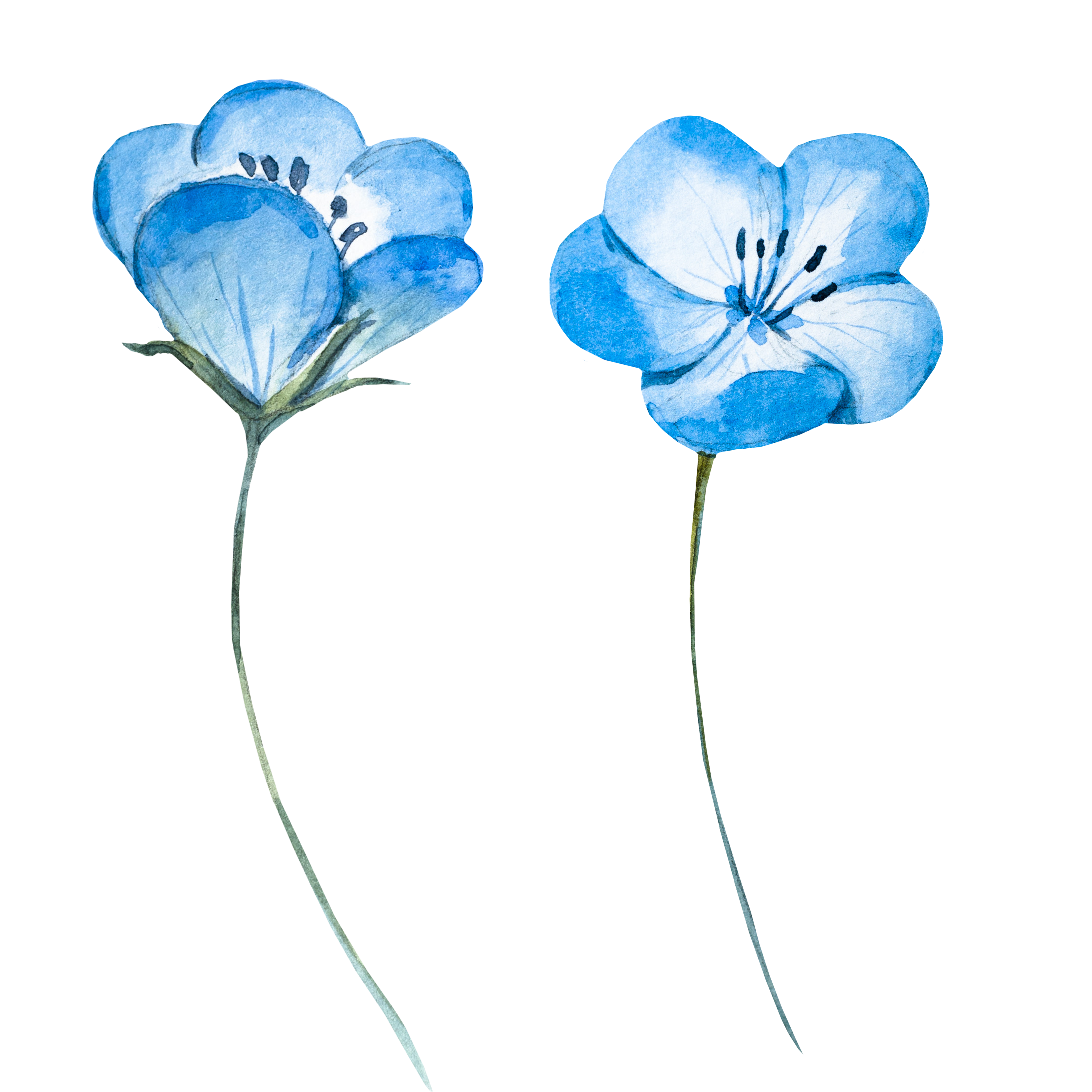 blue flower png