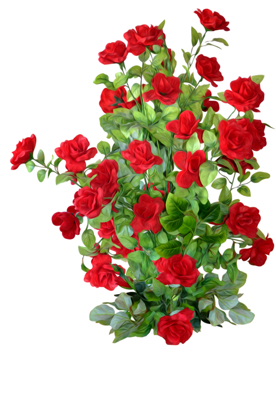 Download Petal Rose Roses Shrub Garden PNG Image High Quality HQ PNG Image  | FreePNGImg