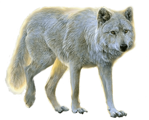 Wolf transparent background 12893848 PNG