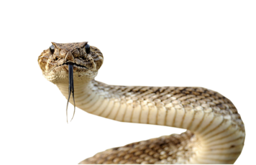 serpent png