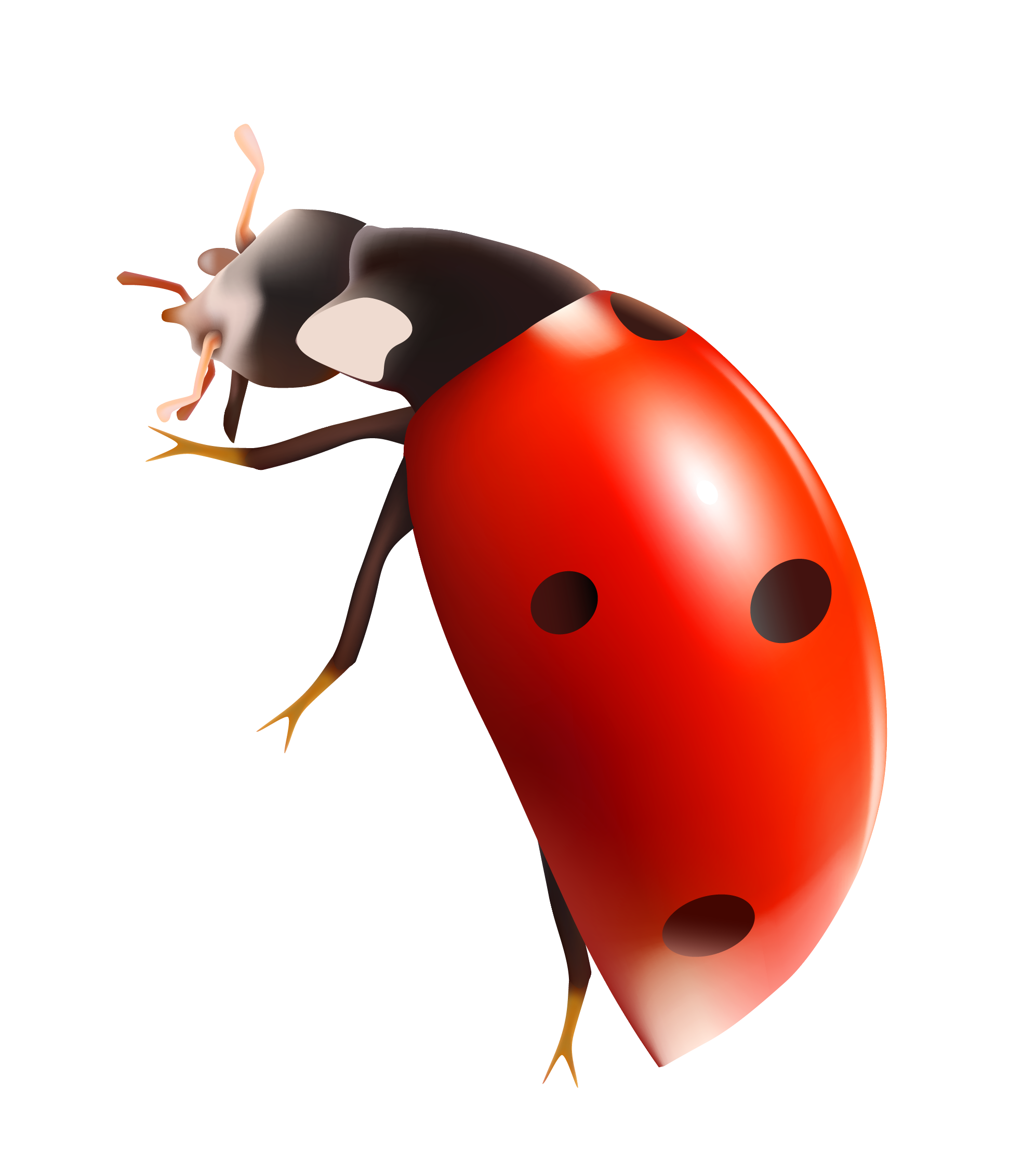 Download Ladybug HQ PNG Image