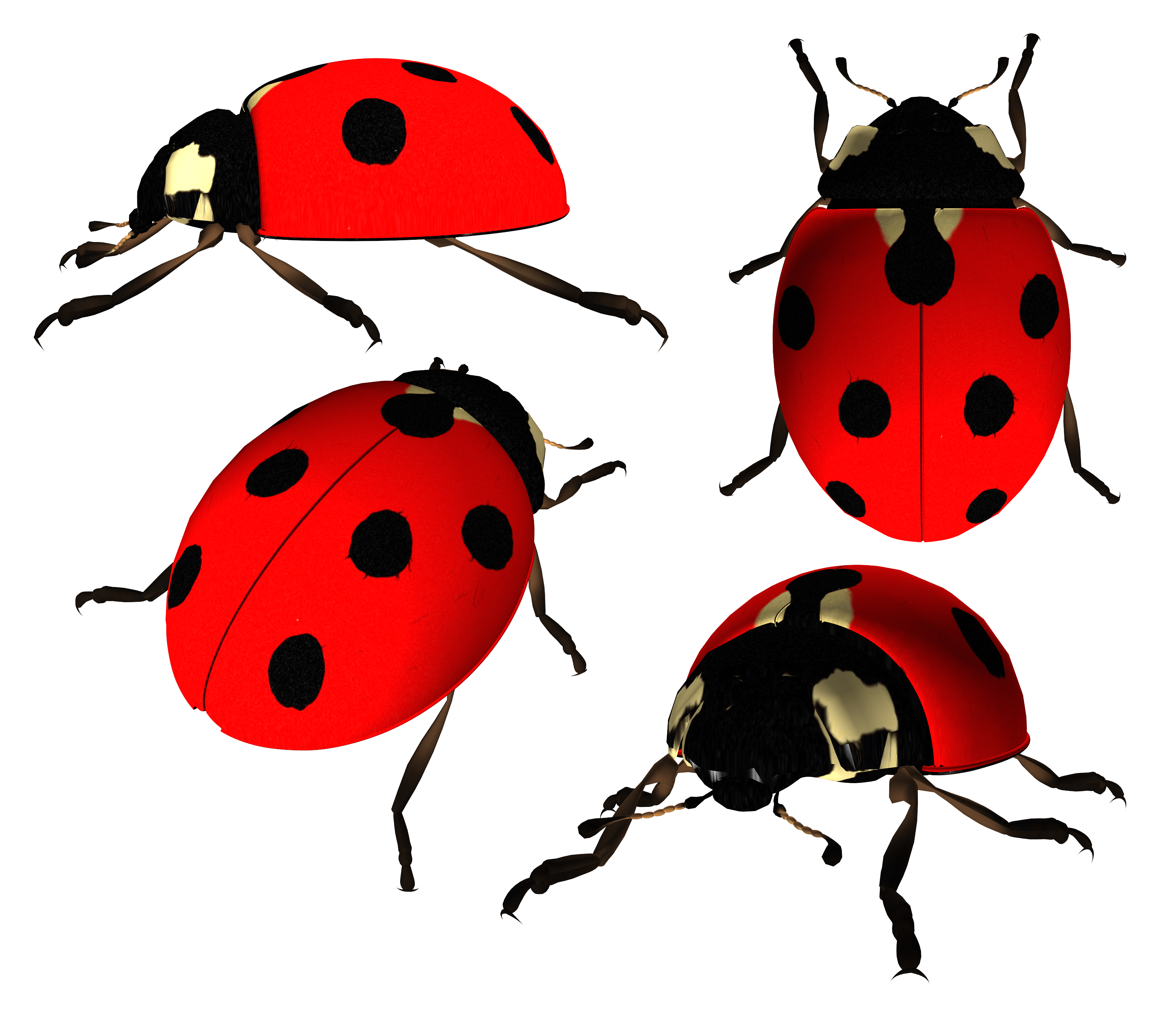 Download Ladybug Png Image HQ PNG Image