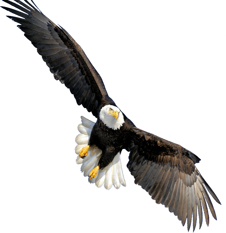 American Flag Eagle PNG Transparent Images Free Download, Vector Files