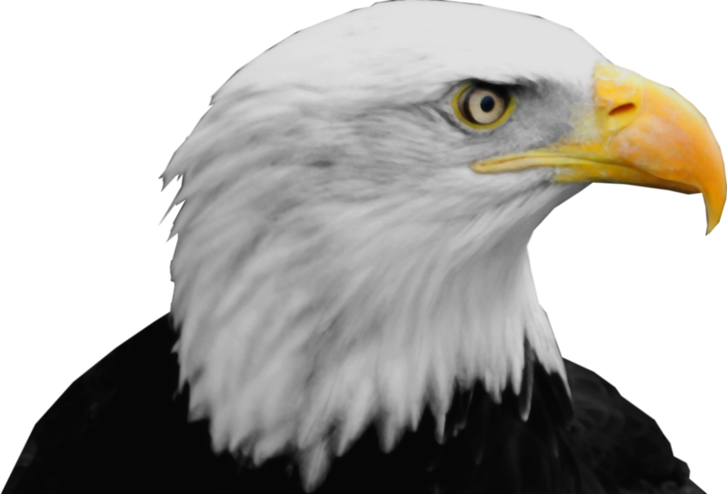 Eagle Head PNG Transparent Images Free Download, Vector Files