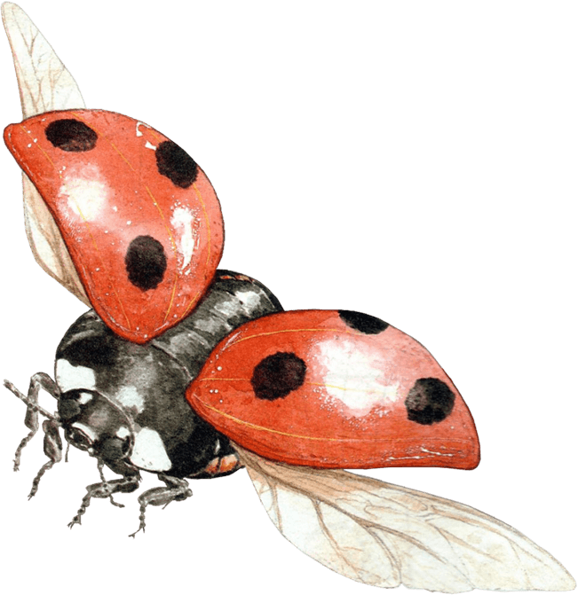 Ladybugs PNG Transparent Images - PNG All