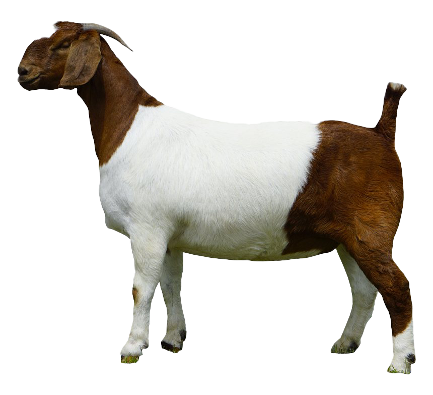 goat png