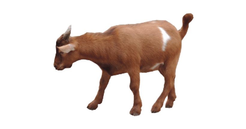 Download Goat Download HD HQ PNG Image | FreePNGImg