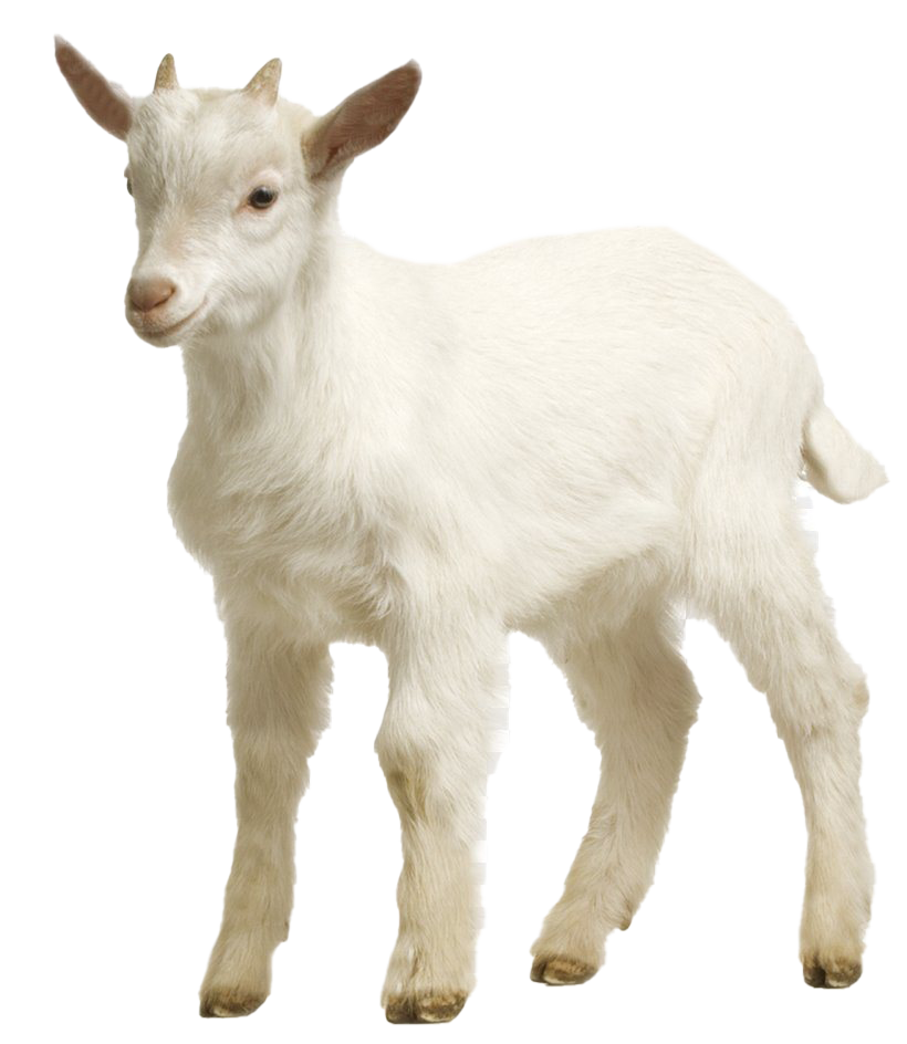 baby goat hd wallpapers