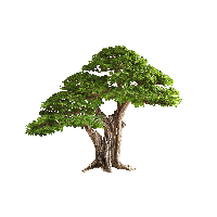 tree Image