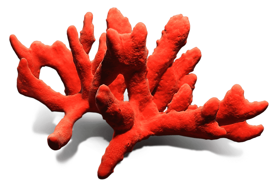 Кораллы. Морские кораллы. Красный коралл. Кораллы на белом фоне.