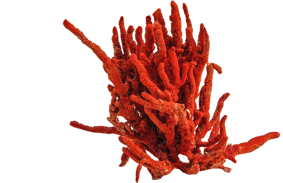 Precious Coral Red Free Download PNG HD PNG Image
