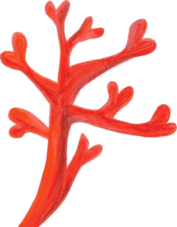 Precious Coral Red PNG Download Free PNG Image