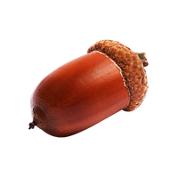 Picture Acorn Free HQ Image